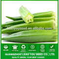 NOK01 Siqu Hybrid Okra Samen, Okra Samen Preis